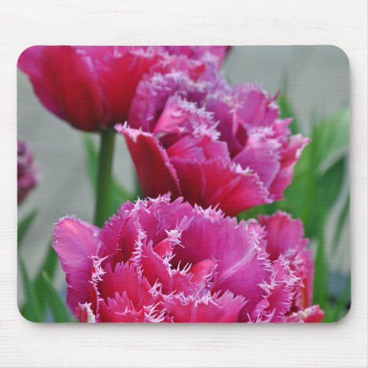 Roze papegaaiknollen muismat (Voorkant)