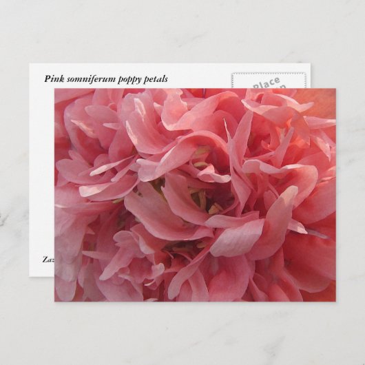 Roze papie petals briefkaart (Voorkant / Achterkant)