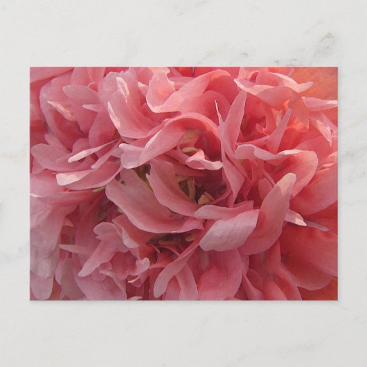 Roze papie petals briefkaart (Voorkant)