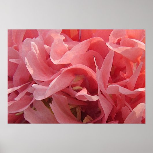 Roze papie petals poster (Voorkant)