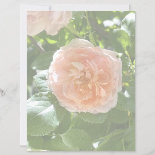 Roze papier van 8,5 x 11 (Achterkant)