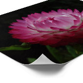 Roze papieren doek poster (Hoek)