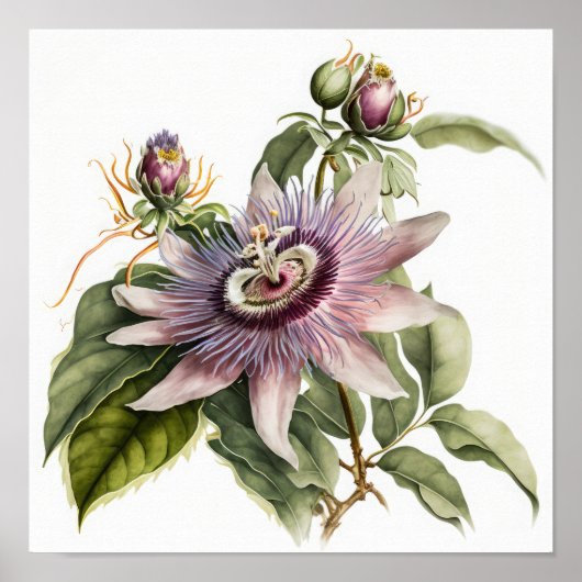 Roze Passion Flower Art Print Poster (Voorkant)