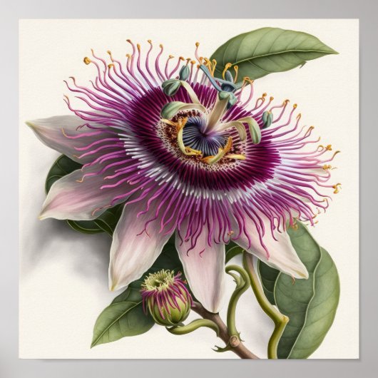 Roze Passion Flower Art Print Poster (Voorkant)
