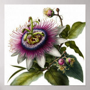 Roze Passion Flower Art Print Poster