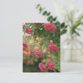 Roze Passion Post Card Briefkaart (Staand voorkant)
