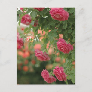 Roze Passion Post Card Briefkaart