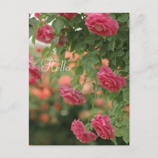 Roze Passion Post Card Briefkaart (Voorkant)
