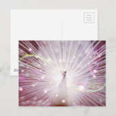Roze Peacock Briefkaart (Voorkant / Achterkant)