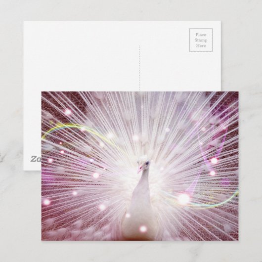 Roze Peacock Briefkaart (Voorkant / Achterkant)