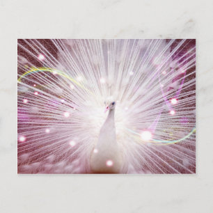 Roze Peacock Briefkaart