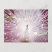 Roze Peacock Briefkaart (Voorkant)