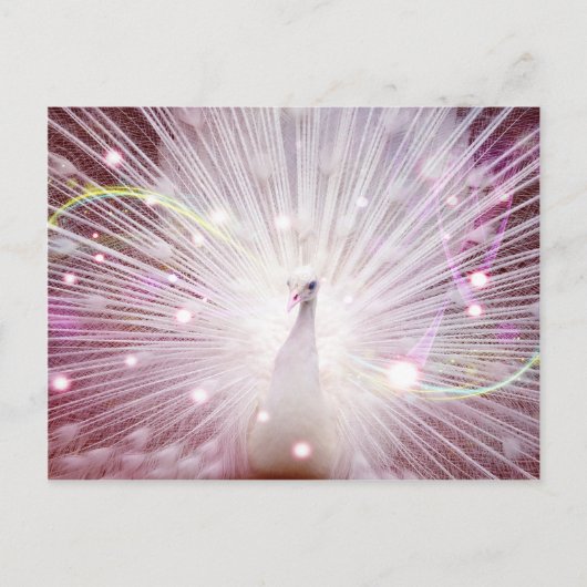 Roze Peacock Briefkaart (Voorkant)