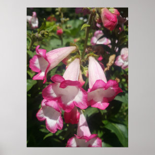 Roze Penstemon Bloementuin Poster
