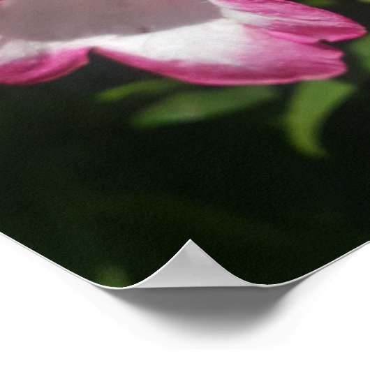 Roze Penstemon Bloementuin Poster (Hoek)