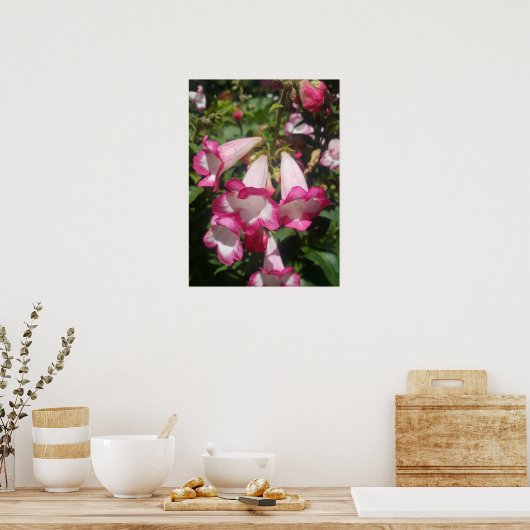 Roze Penstemon Bloementuin Poster (Keuken)