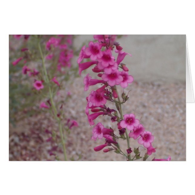 Roze Penstemons (Voorkant Horizontaal)