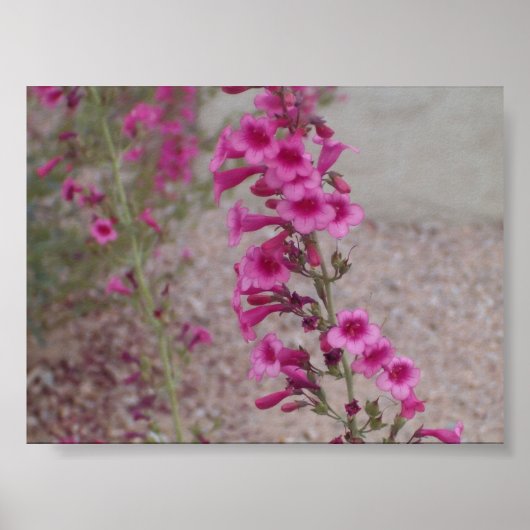 Roze Penstemons Poster (Voorkant)
