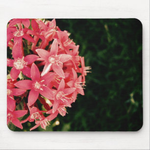 Roze pentas muismat