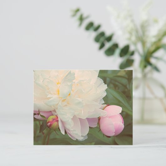 Roze Peonies Peony Flower Briefkaart (Staand voorkant)