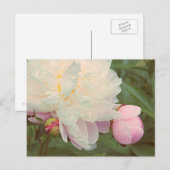 Roze Peonies Peony Flower Briefkaart (Voorkant / Achterkant)