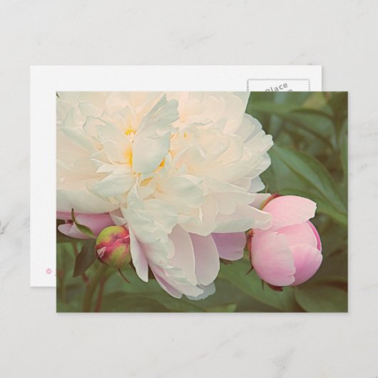 Roze Peonies Peony Flower Briefkaart (Voorkant / Achterkant)