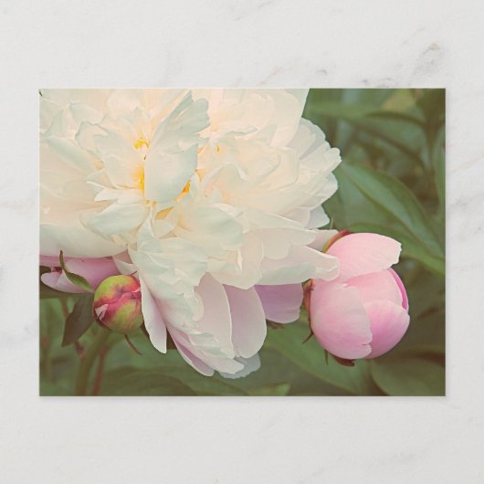 Roze Peonies Peony Flower Briefkaart (Voorkant)
