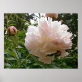 Roze Peony Blossom. Poster (Voorkant)