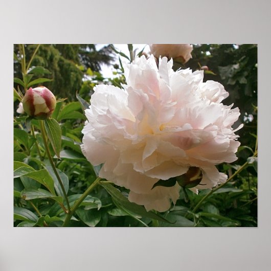 Roze Peony Blossom. Poster (Voorkant)