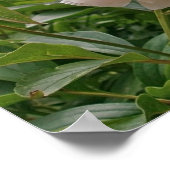 Roze Peony Blossom. Poster (Hoek)