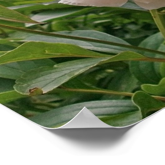 Roze Peony Blossom. Poster (Hoek)