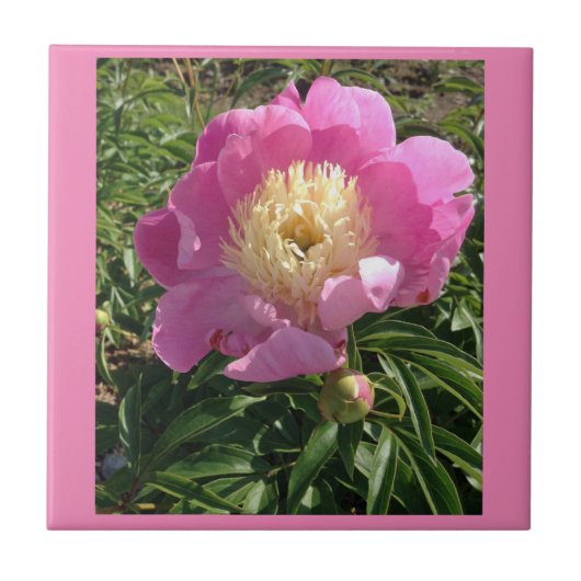 Roze Peony Ceramic Tegel Tegeltje (Voorkant)