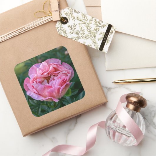 Roze Peony Flower, Canadese fotografie Vierkante Sticker (Geschenken)