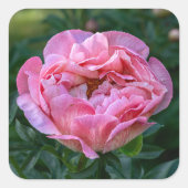 Roze Peony Flower, Canadese fotografie Vierkante Sticker (Voorkant)