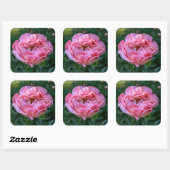 Roze Peony Flower, Canadese fotografie Vierkante Sticker (Vel)