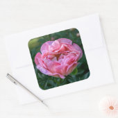 Roze Peony Flower, Canadese fotografie Vierkante Sticker (Envelop)