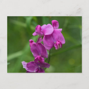  roze peper Briefkaart van zoete peper