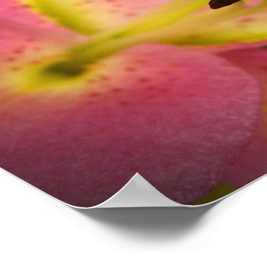 Roze Perfection Lily Poster (Hoek)