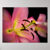 Roze Perfection Lily Poster (Voorkant)