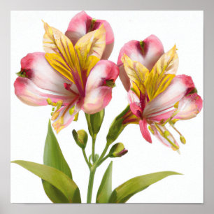 Roze Peruaanse Lelies Bloemenkunst Print Poster