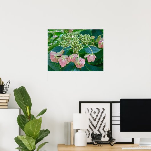 Roze Pet Hydrangea Blossom - Poster (Thuiskantoor)