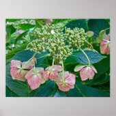 Roze Pet Hydrangea Blossom - Poster (Voorkant)