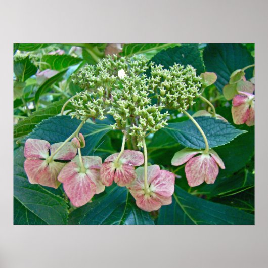 Roze Pet Hydrangea Blossom - Poster (Voorkant)