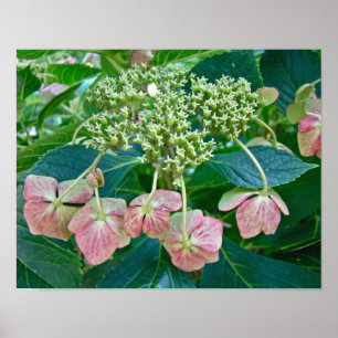 Roze Pet Hydrangea Blossom - Poster