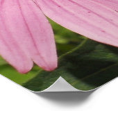  roze petalen poster (Hoek)