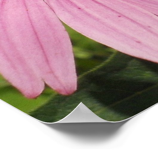 roze petalen poster (Hoek)