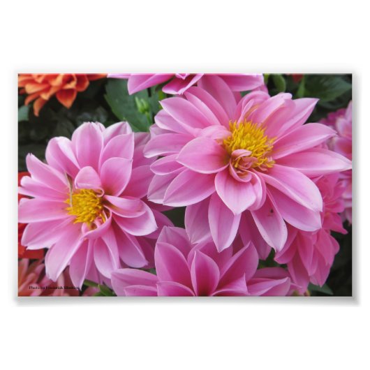 Roze Petals Foto Afdruk (Voorkant)