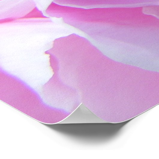 Roze Petals Peonie Poster (Hoek)