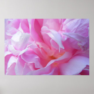 Roze Petals Peonie Poster