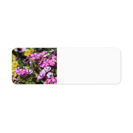 Roze petunia adreslabel etiket (Voorkant)